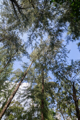 Tall Pine Trees Against Clear Blue Sky in Nature Scenery