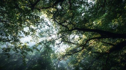 Above, a vast canopy of leaves, sunlight filtering through the gaps
