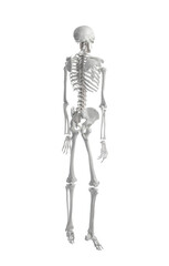 Artificial human skeleton model on white background