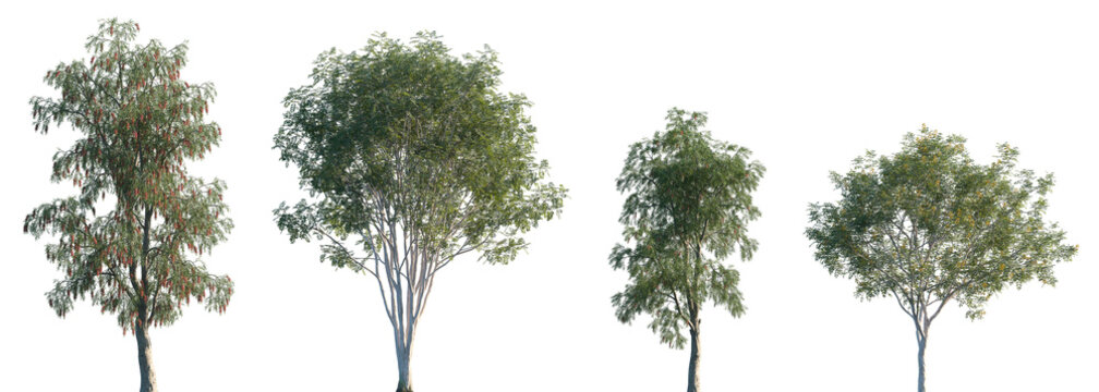 Set of Callistemon viminalis and Libidibia ferrea blooming trees isolated png on a transparent background perfectly cutout
