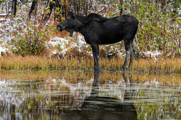 Bull Moose Fall Snow
