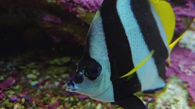 Close up of a striped angelfish swimming around a coral reef underwater.