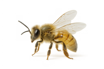 Honey bee flying, essential pollinator for agriculture and environment, transparent background for easy use