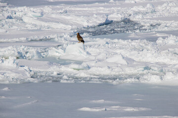 Sea of Okhotsk With drift ice in Abashiri, Hokkaido, Japan © ti1993