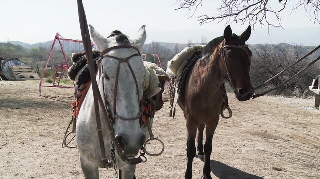 Two Saddled Horses Standing Still, Rural Countryside, Argentina - 4K