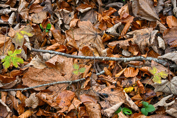 Close-up view of dry autumn leaves scattered on the forest floor, showing natural textures and seasonal colours.
