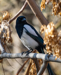 A black-and-white magpie sits on a thick branch among dry leaves. The bird stands out against the blurred forest background, showing its glossy feathers and expressive gaze.