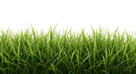 Lush green grass blades with sharp pointed tips and subtle variations in color isolated on a transparent background