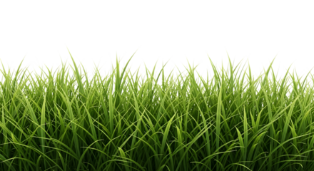 Lush green grass blades with sharp pointed tips and subtle variations in color isolated on a transparent background