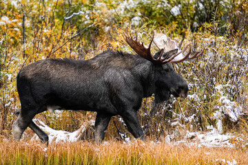 Bull Moose - Colorado - Fall - Snow