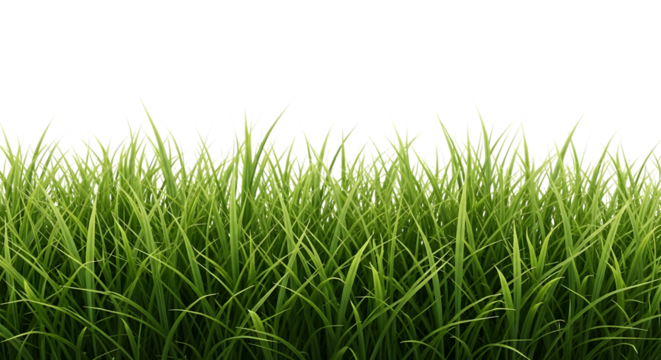 Lush green grass blades with sharp pointed tips and subtle variations in color isolated on a transparent background