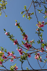 Almond tree branches in spring