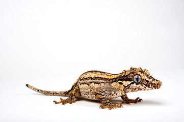 Neukaledonischer Höckerkopfgecko // New Caledonia gargoyle gecko (Rhacodactylus auriculatus) 