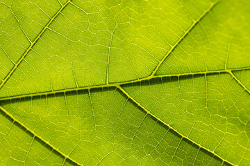 Macro photography of leaves,Leaf vain pattern macro image, green leaf macro, leaf texture, leaf background texture macro photography