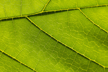 Macro photography of leaves,Leaf vain pattern macro image, green leaf macro, leaf texture, leaf background texture macro photography
