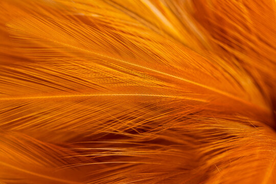 Brown feather macro close up,Close-up of brown blurred soft feather texture,Brown macro feather texture,macro photo of brown hen feathers. background or textura,Chicken feather macro,background. - Powered by Adobe