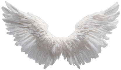 Pair of large, white angel wings (1)