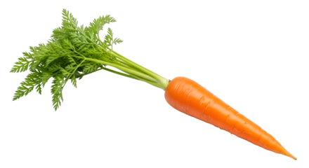 Fresh Carrot with Green Leaves vegetable food