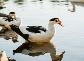Organic duck farming on a natural lake at golden hour
