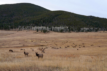 Elk Meadow - Colorado