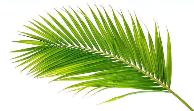 Single, vibrant green palm frond against white background; detailed, sunny illumination