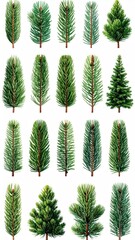 Fir needles, evergreen branches, assorted shapes
