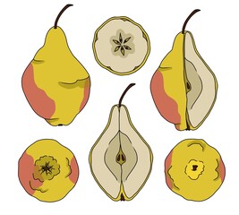 Fresh ripe pear fruit illustration. Collection of pears from different angles. A pear from the top, bottom and a cut-off quarter.
