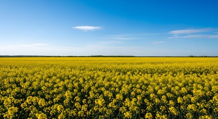 Obraz premium A vast field of bright yellow rapeseed flowers under a clear blue sky on a sunny day.
