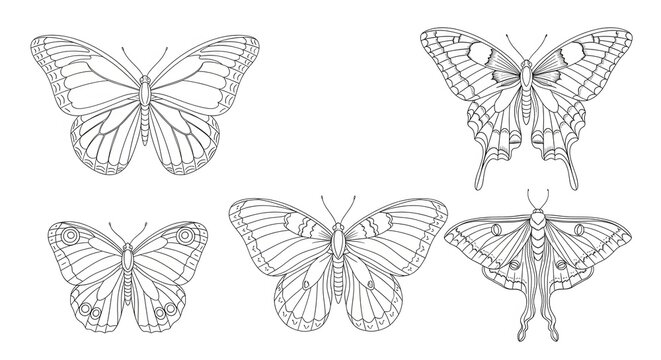 Five detailed butterfly and moth line drawings on a white background.