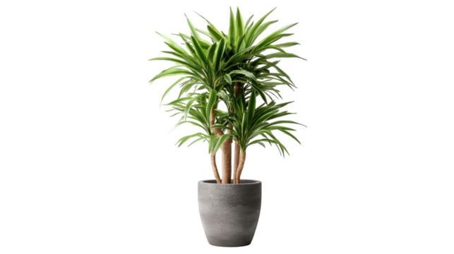 Green plant with transparent background stands ready for compositing, product staging.