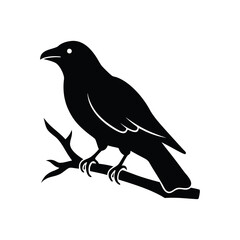 Raven perched on a branch isolated on white background isolated on transparent background