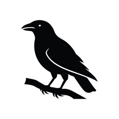 Crow perched on a branch isolated on white background isolated on transparent background