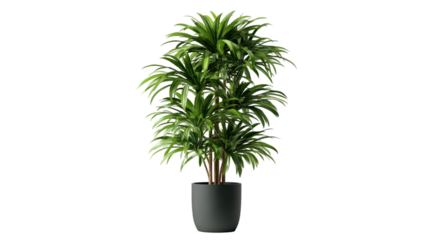 Green plant on transparent background offers modern interior design element for web graphics, presentations.