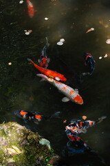 Koi carps in a pond, Kurama-dera Temple, Kyoto, Japan