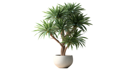 Green plant on transparent background; ideal for graphic design, mockups, digital art, presentations.