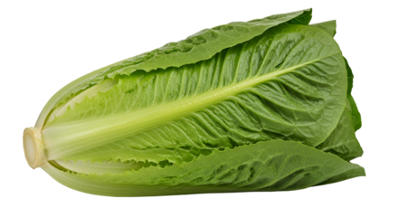 Fresh Romaine Lettuce head isolated on black background Keywords: Romaine lettuce, green
