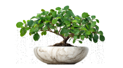 Green bonsai displays in stone pot on transparent background, perfect for presentations, overlays and digital art.