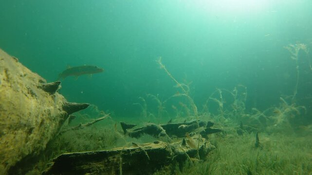 Northern pike swimming by in clear-watered lake