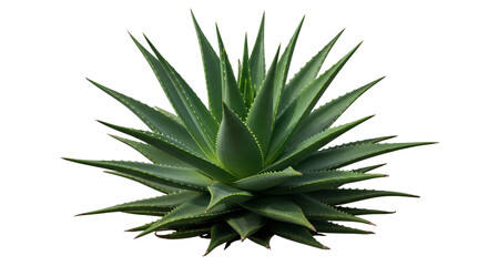 Fototapeta premium Spiky Green Aloe Vera Plant on Black Background succulent