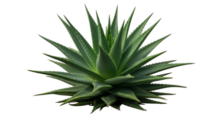 Spiky Green Aloe Vera Plant on Black Background succulent