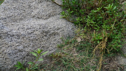 Close-up of a large gray granite boulder with rough texture and green vegetation, earth concept.