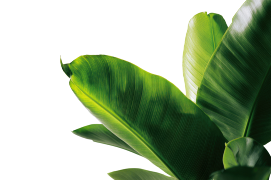 Close-up of vibrant green tropical leaves