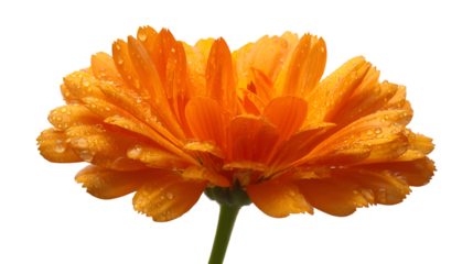 Orange flower blooms with water droplets. Has transparent background for easy use in graphic design, branding, and web design projects.