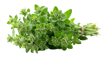 Obraz premium Fresh Green Oregano Bundle on Transparent Background for Product Staging.