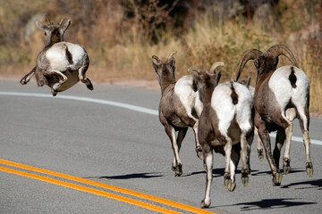 Bighorn Sheep Running - Colorado