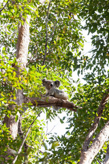 Koala auf dem Baum in seiner natürlichen Umgebung bei Pumpenbil, Tweed Shire, New South Wales, Australien.