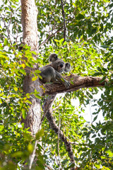 Koala auf dem Baum in seiner natürlichen Umgebung bei Pumpenbil, Tweed Shire, New South Wales, Australien.