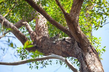 Fototapeta premium Koala auf dem Baum in seiner natürlichen Umgebung bei Pumpenbil, Tweed Shire, New South Wales, Australien.