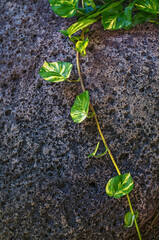 Green and Yellow Tropical Ivy Vine Growing Across a Black Lava Rock.