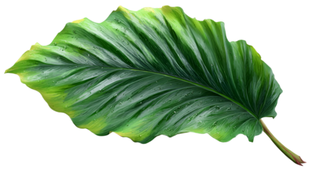 Green leaf with water droplets has a transperent background, good for web design and digital mockups.